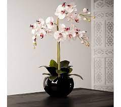 Welcome to peony faux flowers. Peony Phalaenopsis Orchid Faux Flowers In A Black Bowl Qvc Uk