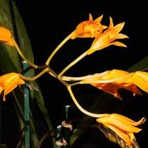 Image result for Angraecopsis gracillima