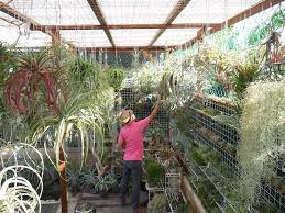 Singapore Garden Stories Air Plant Artisan Daniel Goh Air Plants Plants Singapore Garden