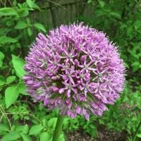 60+ "Gillum" profiles