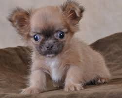 Chihuahua Poils Longs Mini Brun Male Photo De Chiot Chiot Chien