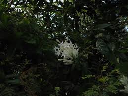 Image result for Whitfieldia brazzae