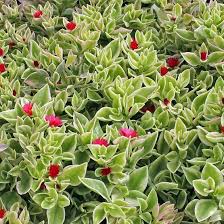 The phosphorus content (the middle number on. How To Fertilize Succulents Dummer Garden Manage Gfinger Is The Best Garden Manage App