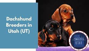 It's also free to list your available puppies and litters on our site. 11 Dachshund Breeders In Utah Ut Dachshund Puppies For Sale Animalfate