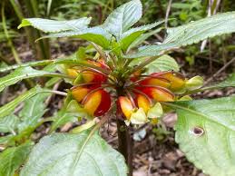 Image result for Impatiens niamniamensis