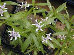 Image result for Justicia fittonioides