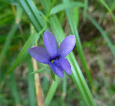 Image result for Monopsis