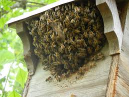 Honey Bee Swarm In A Squirrel Box San Antonio Honey Bee Swarm Bee Swarm How To Dry Basil
