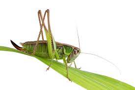 Hanging out with friends, watching movies and listening to rock 'n. Crickets For Lunch The New Yorker