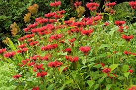 Missouri native flowers for bees. Native Plants Native Plant Gardens Grow Beautiful Natives Garden Design
