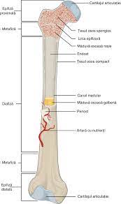 Învelișul exterior al osului lung este format din os cortical cunoscut și sub denumirea de os compact. Structura Osului Si Articulatile