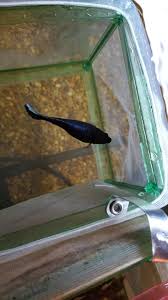 Help My Greedy Betta Just Ate A Shrimp Pellet Bettafish