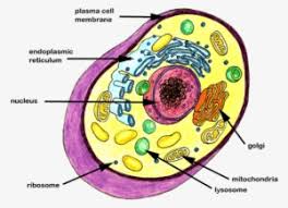 We did not find results for: Simple Animal Cell No Labels Clipart Plant Cell Diagram Emoji Png Smile Png Image Transparent Png Free Download On Seekpng