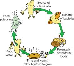 Microorganisms can be used by humans to produce foods and other useful substances. Food Products And Food Contamination Sciencedirect