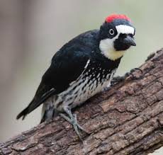 Birds With Red Crested Heads Female Acorn Woodpecker Woodpecker The Caged Bird Sings Woodsy