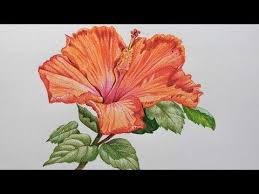 Hibiscus Flower Drawing In Color Pencils Flower Drawing Youtube In 2020 Hibiscus Flower Drawing Flower Drawing Colored Pencils