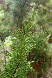 Image result for Widdringtonia nodiflora