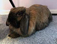 Holland Lop Wikipedia