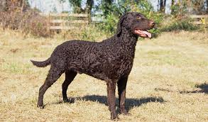 Image result for curly coated retrívr