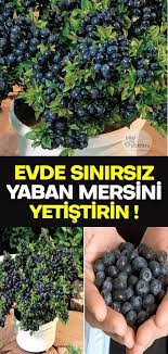 Dilek Gunes Adli Kullanicinin Onemli Panosundaki Pin Yaban Mersini Yenilebilir Bahce Bitki