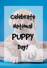 Aug 26, 2020 · national dog day 2021 is on august 26 and we are getting ready to celebrate all our furry friends in the best ways possible! 2021 Pet Holidays 175 Days Weeks Months For Dogs Cats
