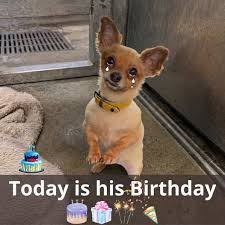 A Birthday of Hope: The Journey of a Brave Little Dog Today is not just any  day—it marks the birthday of a little dog who has endured far more than  most of
