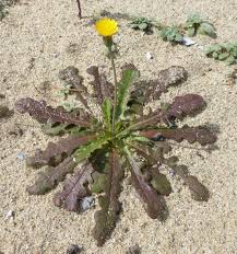 Image result for Hypochaeris