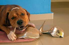 Dog chewing can be quite frustrating and downright annoying but regardless of how you might view it, chewing is actually a normal behavior for your dog. How To Stop Your Dog From Chewing Everything In Sight The Dogington Post