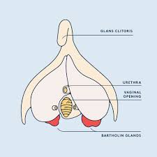 Care guide for bartholin cyst (aftercare instructions). Swollen Vulva You May Have A Bartholin Cyst Daye Daye
