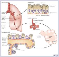 pathogenesis of lung cancer thoracic tumours oncologypro