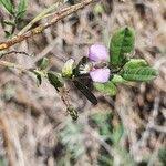 Image result for Polygala sphenoptera