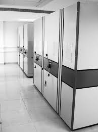 Image result for Meiosperma debile