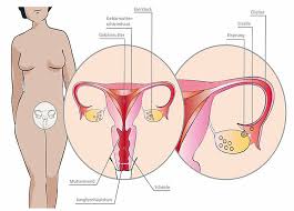 Now, her latest work puts vulvas and vaginas in the spotlight thanks to her new book womanhood: Weibliche Geschlechtsorgane Familienplanung De