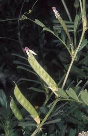 Image result for Indigofera subargentea
