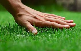 It is quickly becoming an option for homeowners who favor an organic or green. What Are The Benefits Of Top Dressing Eco Green