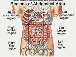 12 photos of the abdominal anatomy organs in quadrants. Abdominopelvic Regions And Quadrants