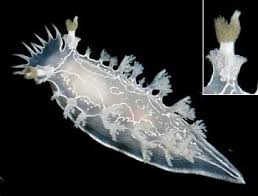 Image result for Tritonia moggii