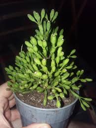 We did not find results for: Got This From Menards Is It A Rhipsalis A Hatiola Succulents