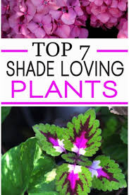 Top 7 Shade Loving Plants Garden Lovin Plants That Love Shade Shade Garden Plants Plants