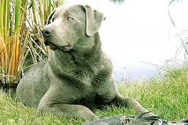 Silver lab puppies have been produced since 1950. Pinyan Labs Our Males Stud Service