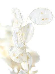 Lunaria after the split up of vengador toxico, surviving band members form lunaria in 2006. Lunaria Silberblatter Getrocknet Und Gebleicht Bestellen Blumigo