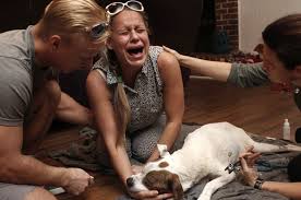 In home euthanasia service denver | a peaceful passage. The Emotional Final Moments Between Pets And Their Owners