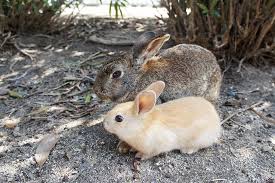 Okunoshima L Ile Des Lapins A Hiroshima