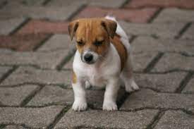 tierforum hunde inserat jack russel joy welpen tierinserat nr 53745 53744