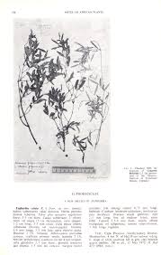 Image result for Secamone filiformis