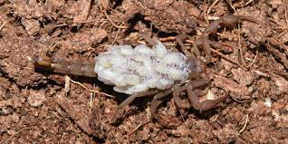 Scorpion is a place like no other. New Scorpion Species Found In Ariz