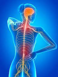 In ms, the protective sheath (known as myelin) that surrounds the nerve fibres in the brain and spinal cord becomes damaged. Ayurvedic Treatment For Multiple Sclerosis Multiple Sclerosis Treatment In Kerala