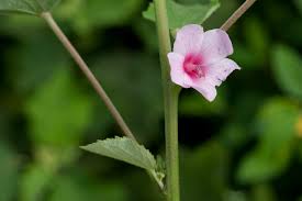 Image result for Urena