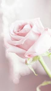Have A Beautiful Day Mooie Rozen Roze Bloemen Bloemboeketten