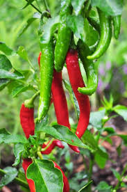This Item Is Unavailable Etsy In 2020 Pepper Salsa Garden Salsa Garden Salsa Peppers